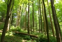 Photo of Лесные ресурсы: ключ к устойчивому развитию